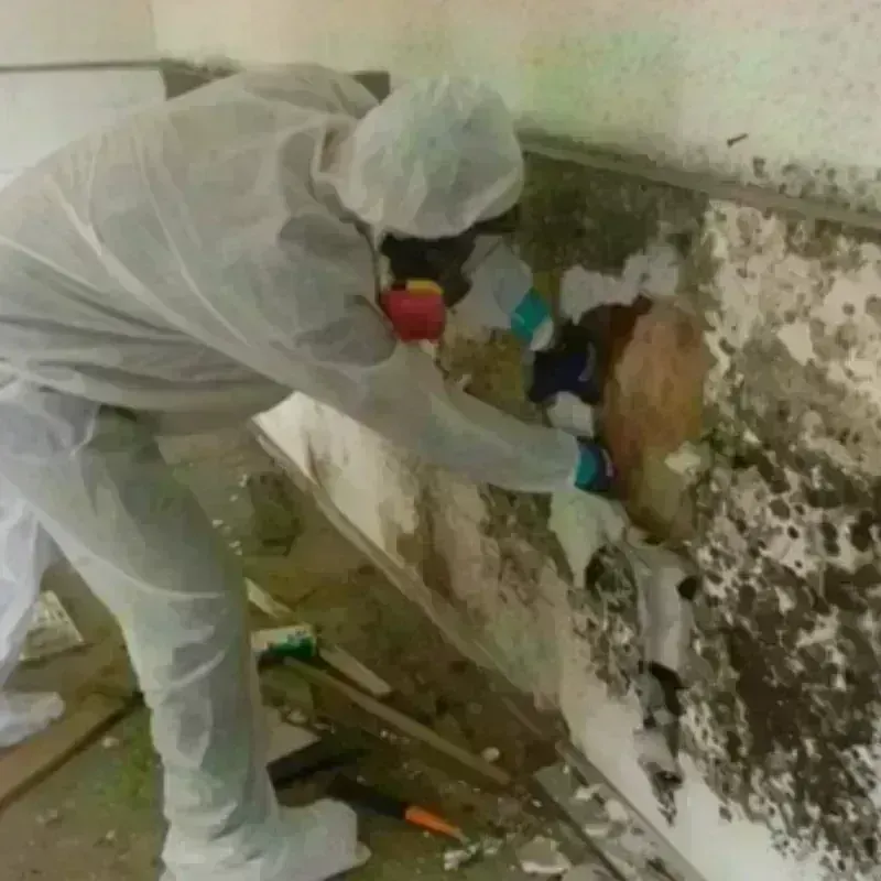 Mold Remediation and Removal in Dell Rapids, SD